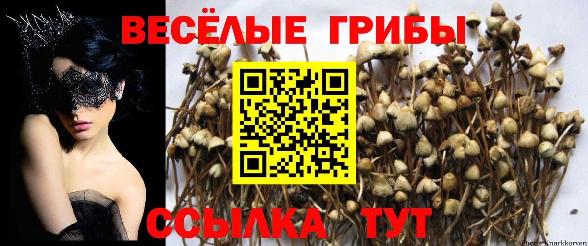 Протвино  Псилоцибиновые грибы Psilocybe  Вход с VPN 